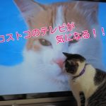 コストコのテレビの価格2017!店舗に行く前に必見です!